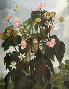'Oblique-leaved Begonia', c1800, (1948). Creator: Caldwell.