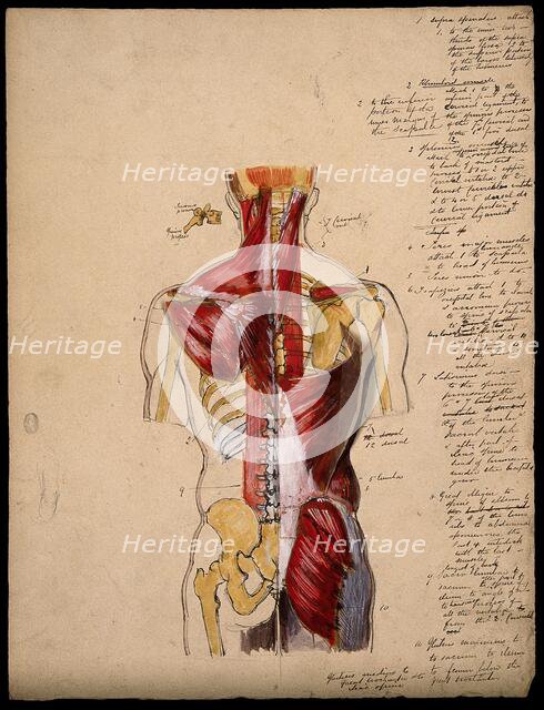 Dissection of the trunk: back view, showing the bones and muscles, with a detail..., 1800-1899. Creator: Unknown.