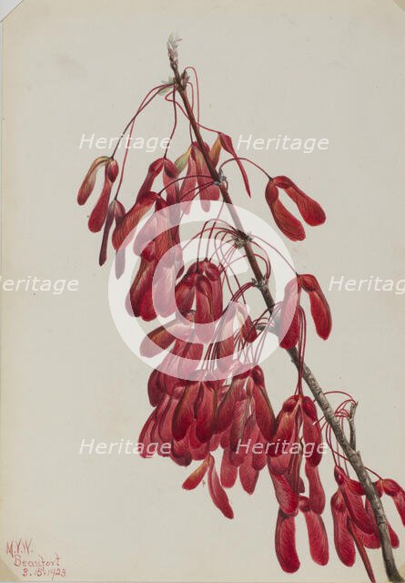 Carolina Maple (Acer carolinianum), 1923. Creator: Mary Vaux Walcott.