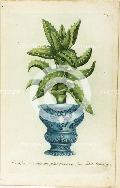 African Aloe, plate 47 from Phtanthoza Iconographia, 1736.