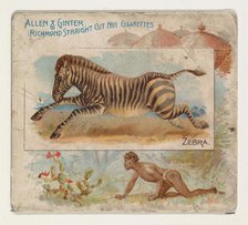 Zebra, from Quadrupeds series (N41) for Allen & Ginter Cigarettes, 1890. Creator: Allen & Ginter.