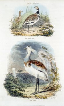 Bustards, 1835. Artist: Unknown