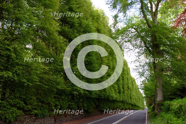 Meikleour Beech Hedge, Perthshire, Scotland.