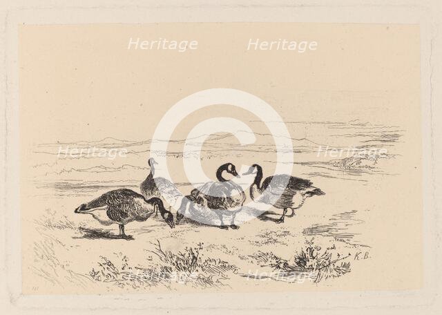 Oies bernacles. Creator: Karl Bodmer.