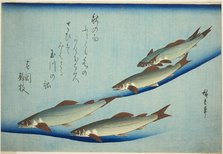 River trout, c. 1832/44. Creator: Ando Hiroshige.