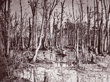 Swamp near Broadway Landing, Appomattox River, 1864. Creator: Tim O'Sullivan.