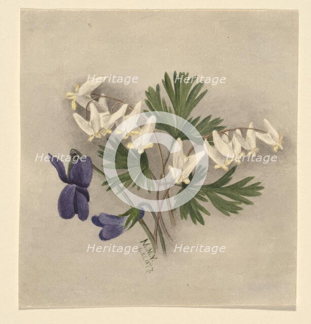 Dutchman's Breeches (Bikukulla cucullaria), 1877. Creator: Mary Vaux Walcott.