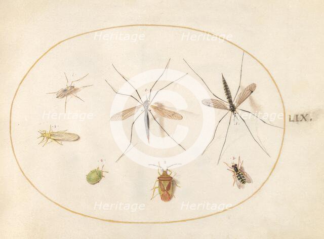 Plate 59: Seven Assorted Insects, c. 1575/1580. Creator: Joris Hoefnagel.