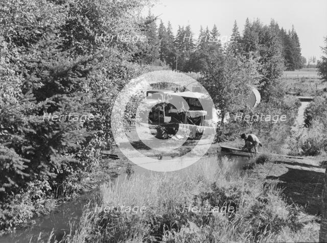 One of a dozen or more small bean pickers camps in immediate..., near West Stayton, Oregon, 1939. Creator: Dorothea Lange.