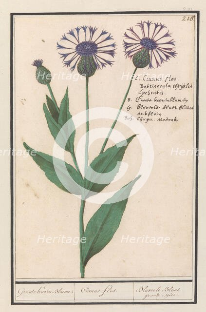 Large centaury (Centaurea scabiosa), 1596-1610. Creators: Anselmus de Boodt, Elias Verhulst.