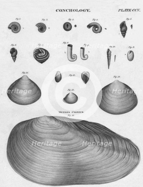 'Conchology', early 19th century. Creator: J Moffat.