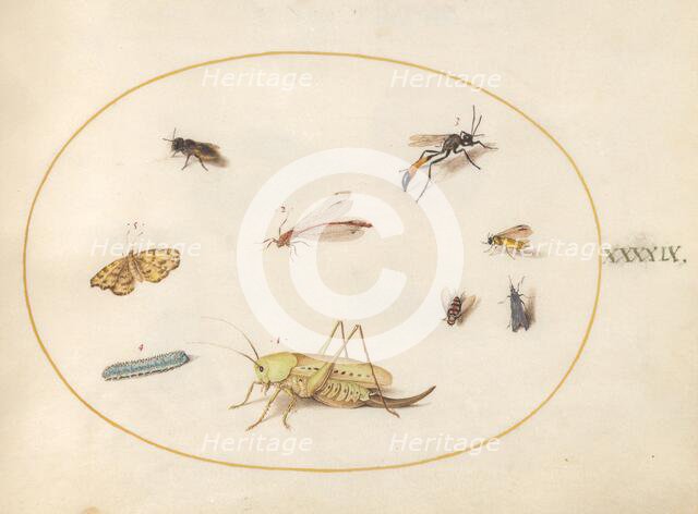 Plate 49: A Grasshopper, a Caterpillar, a Butterfly, a Moth, and Other Insects, c. 1575/1580. Creator: Joris Hoefnagel.