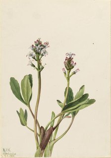 Bogbean (Menyanthes trifoliata), 1925. Creator: Mary Vaux Walcott.