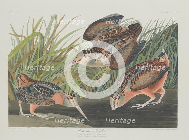 American Woodcock, 1835. Creator: Robert Havell.