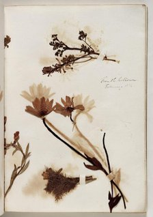 Plants from the Coliseum, February 1832, 1832. Creator: Thomas Cole.