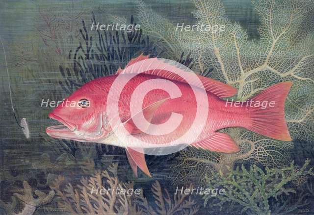 Red Snapper, 1878. Artist: SA Kilourne