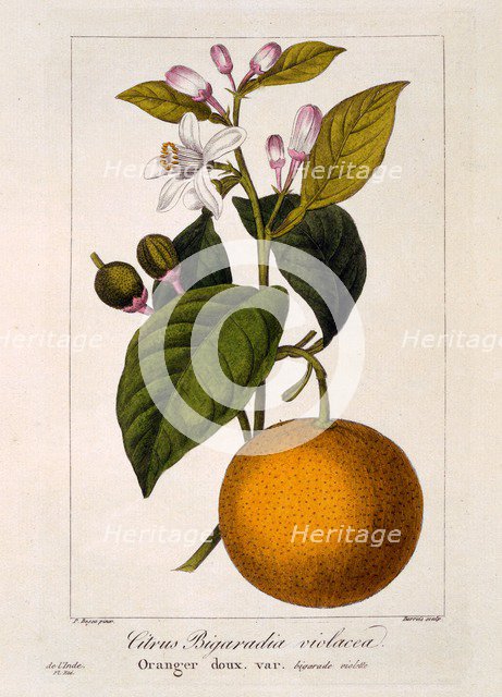 Sweet Orange: Citrus sinensis var: Bigaradia violacea, pub. 1836. Creator: Panacre Bessa (1772-1846).
