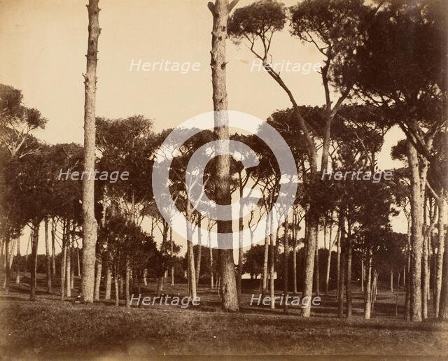 Stone Pines, Villa Pamfili Doria, Rome, 1856. Creator: Jane Martha St. John.