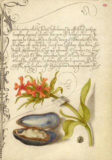 Maltese Cross, Mussel, and Ladybird, 1561-1562; illumination added 1591-1596. Creator: Joris Hoefnagel.