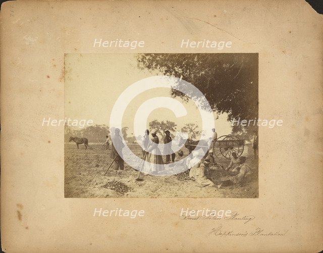 Slaves working in the sweet potato fields on the Hopkinson plantation, 1862.