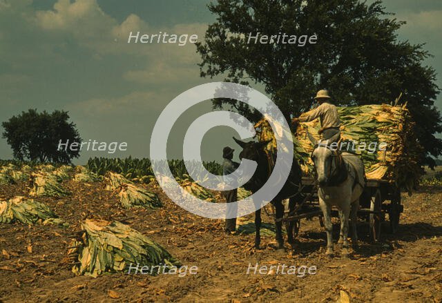 Taking burley tobacco in from the fields after it had been cut...Russell Spears' farm, Ky., 1940. Creator: Marion Post Wolcott.