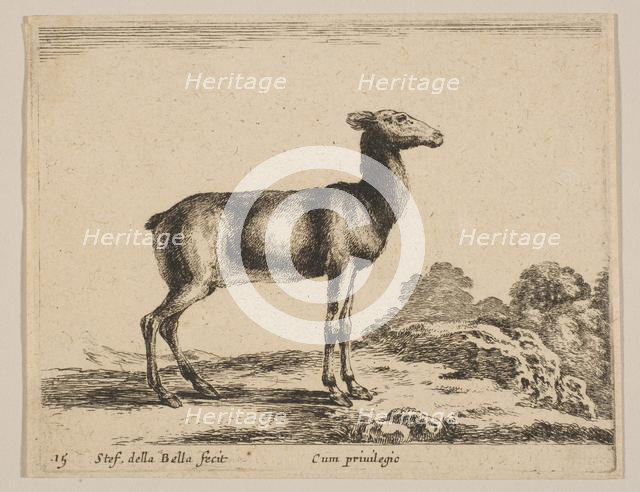 Plate 15: doe, from 'Various animals' (Diversi animali), ca. 1641. Creator: Stefano della Bella.
