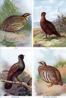 Game birds from Harmsworth Natural History, 1910 (1911-1912).Artist: Richard Lydekker