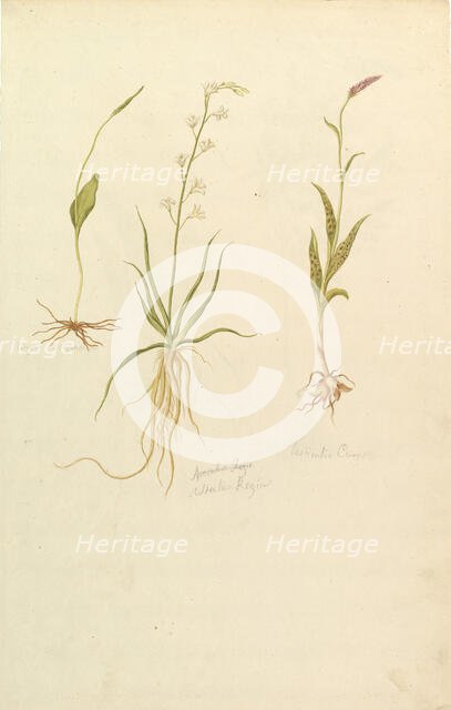 Botanical Studies (recto); Botanical Studies (verso), ca. 1820. Creator: Anon.