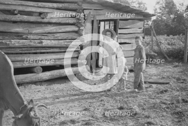 Burroughs children and cow near the barn, Hale County, Alabama, 1936. Creator: Walker Evans.