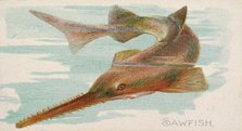 Sawfish, from the Fish from American Waters series (N8) for Allen & Ginter Cigarettes Brands, 1889. Creator: Allen & Ginter.