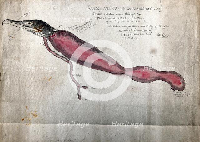 Post mortem of a trained cormorant named 'Hobblegobble': partial dissection showing the head...1876. Creator: Francis Henry Salvin.
