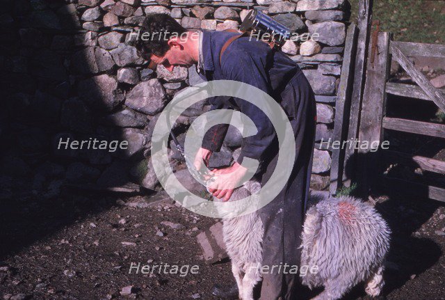 Sheep Farmer giving worm treatment to Ewe, English Lake District, c1960. Artist: CM Dixon.