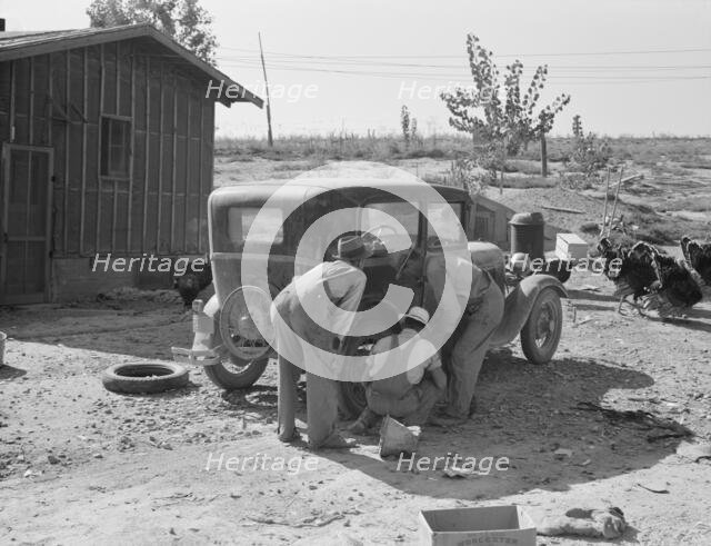 Stephens brothers, who own combine cooperatively..., Nyssa Heights district, Oregon, 1939. Creator: Dorothea Lange.