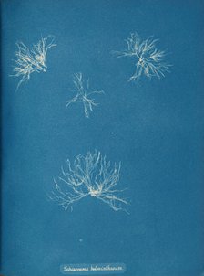 Schizonema helminthosum, ca. 1853. Creator: Anna Atkins.