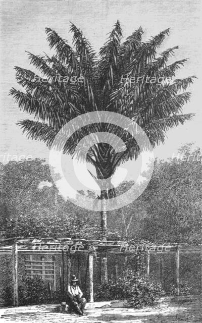 ''Attalea Palm-tree on the Madeira; Indian-Rubber Groves of the Amazons', 1875. Creator: Unknown.