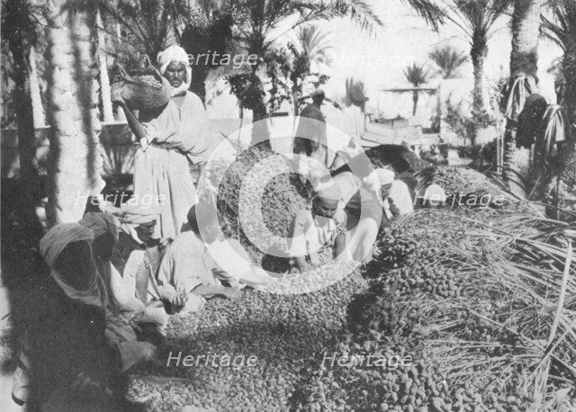 'Date Picking at Gabes', c1913. Artist: Charles JS Makin.