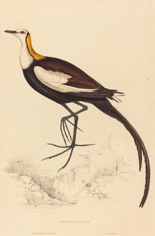 Parra Sinensis (Pheasant-Tailed Jacana). Creator: Elizabeth Gould.