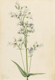 Foxglove Pentstemon (Pentstemon digitalis), 1919. Creator: Mary Vaux Walcott.