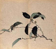 Japanese oak (Quercus mongolica): tree branch with acorns. Creator: Unknown.