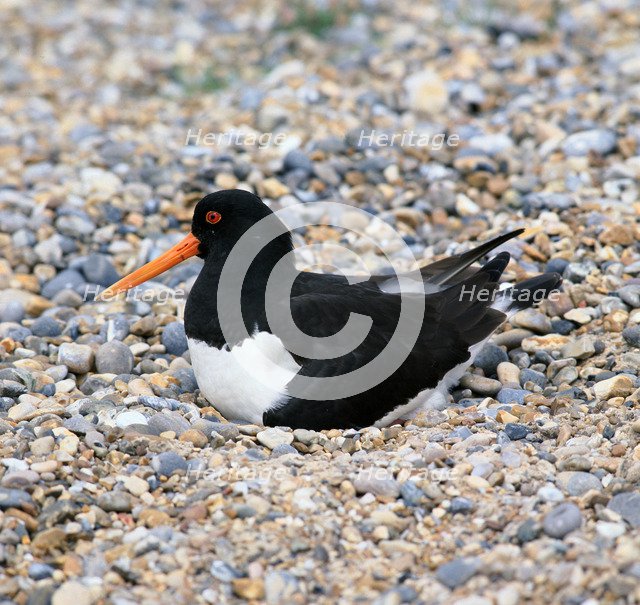 Oystercatcher.