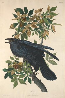 Raven, 1831. Creator: Robert Havell.