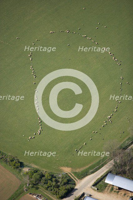 Pattern formed by sheep, Taddington, Stanway, Glocuestershire, 2007. Artist: Historic England Staff Photographer.