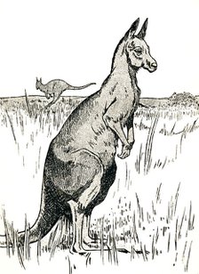 'The Kangaroo', 1912. Artist: Charles Robinson.