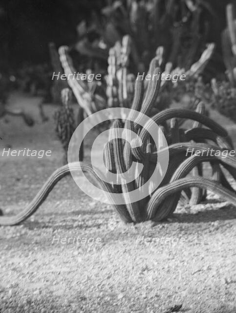Travel views of the American Southwest, between 1899 and 1928. Creator: Arnold Genthe.