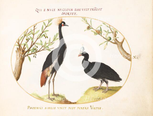 Animalia Volatilia et Amphibia (Aier): Plate X, c. 1575/1580. Creator: Joris Hoefnagel.