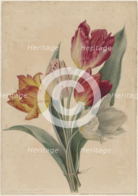 Bouquet of Tulips, 1831-1900. Creator: Jan Jacob Goteling Vinnis.