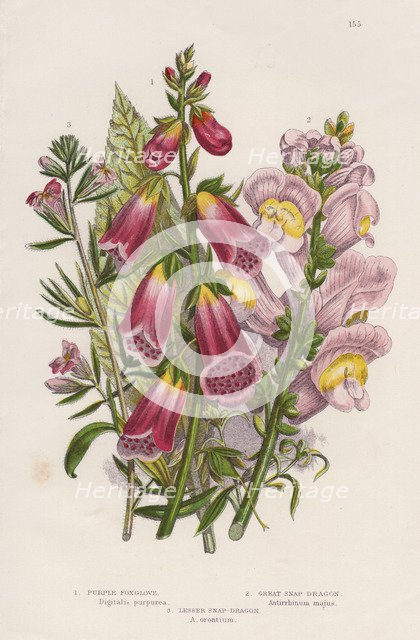 Foxglove (Digitalis purpurea) (centre), c1885. Creator: Unknown.