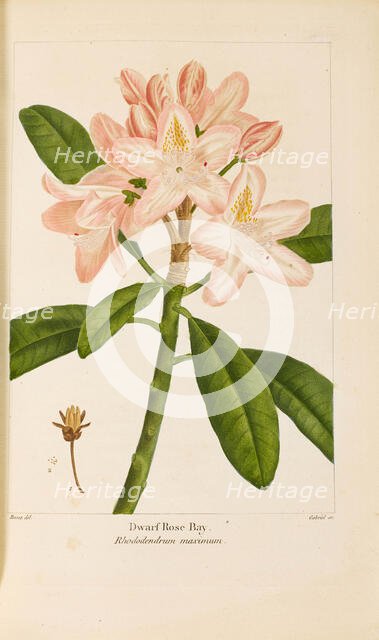 From "Histoire des Arbes Forestiers de l'Amérique Septentrionale" by François André..., 1810-1811. Creator: Bessa, Pancrace (1772-1846).