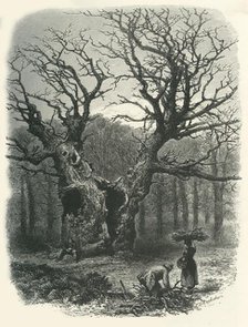 'William the Conqueror's Oak', c1870.