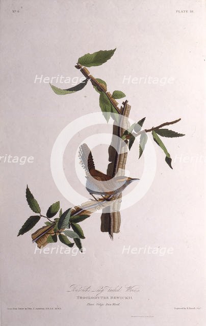The Bewick's wren. From "The Birds of America", 1827-1838. Creator: Audubon, John James (1785-1851).